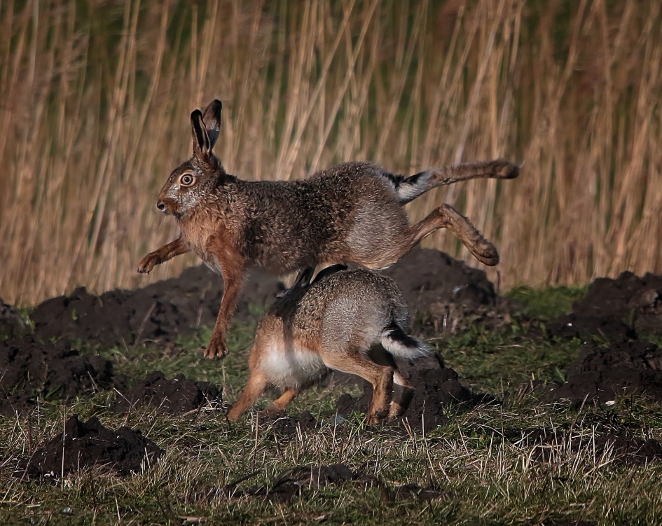 Haasje over! - Zoogdieren - Haas