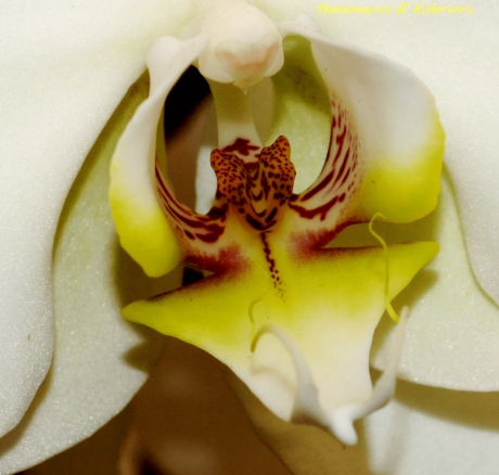 Hart  v. Phalaenopsis