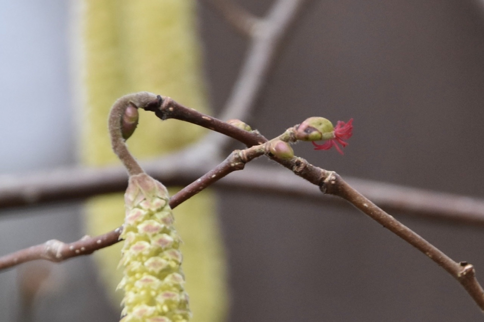 Hazelaar - Planten - 