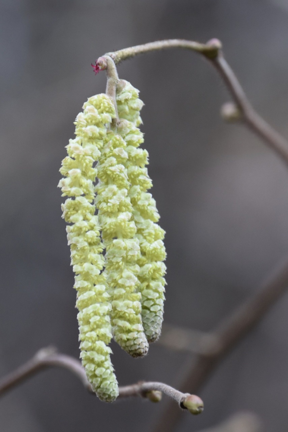 Hazelaar - Planten - 