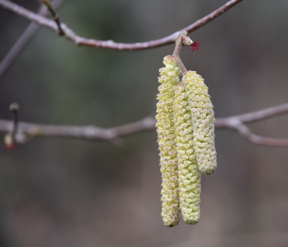 Hazelaar - Planten - 