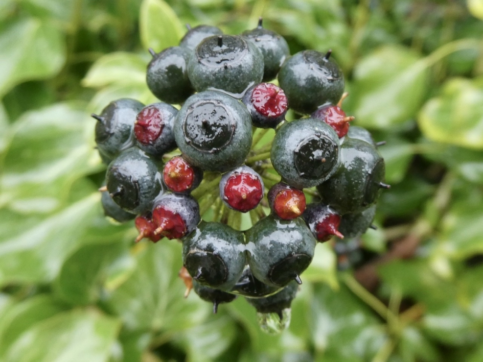 Hedera - Planten - 