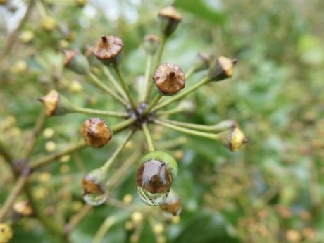 Hedera knop