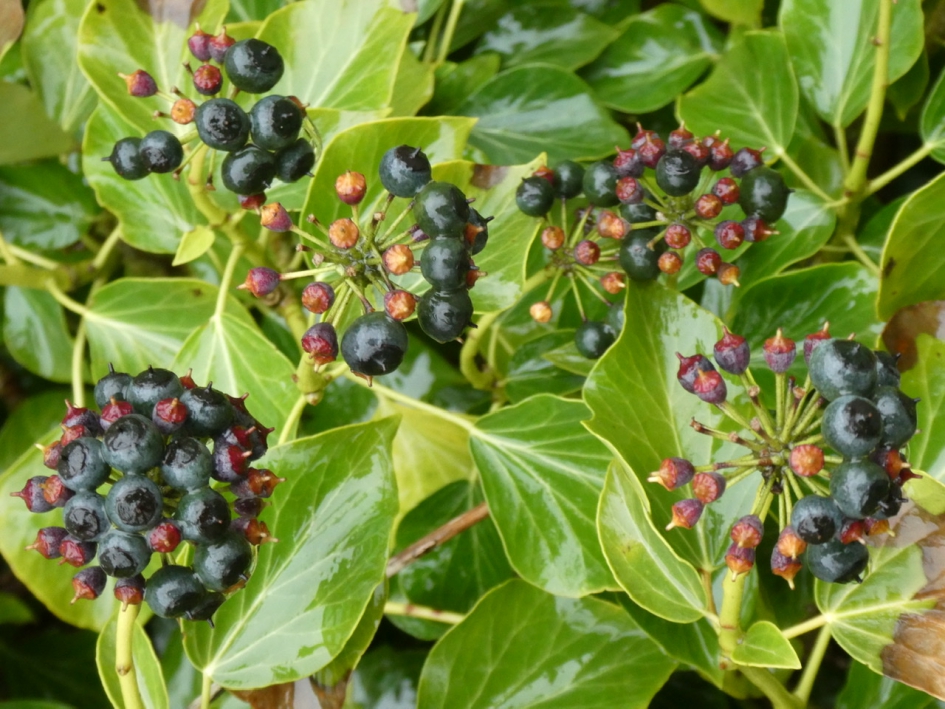 Hedera knoppen - Planten - 