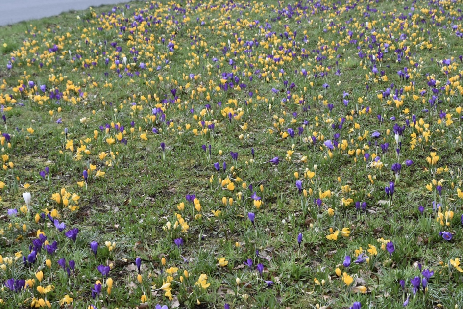 Heel veel krokussen - Planten - 
