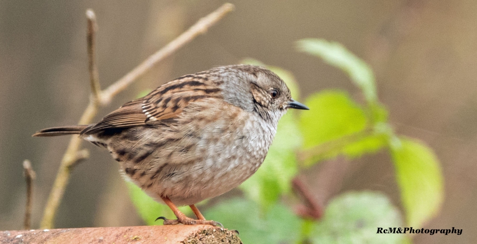 Heggenmus. - Vogels - Heggenmus.