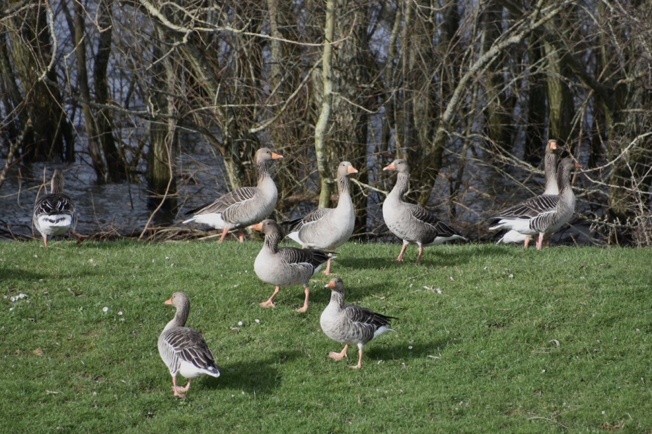 Het droge opzoeken.... - Vogels - 