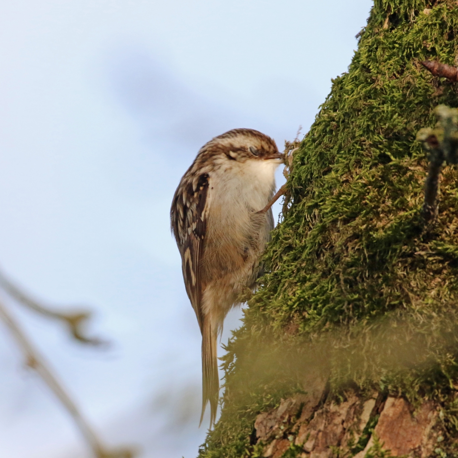 Het gaat me lukken.... - Vogels - 