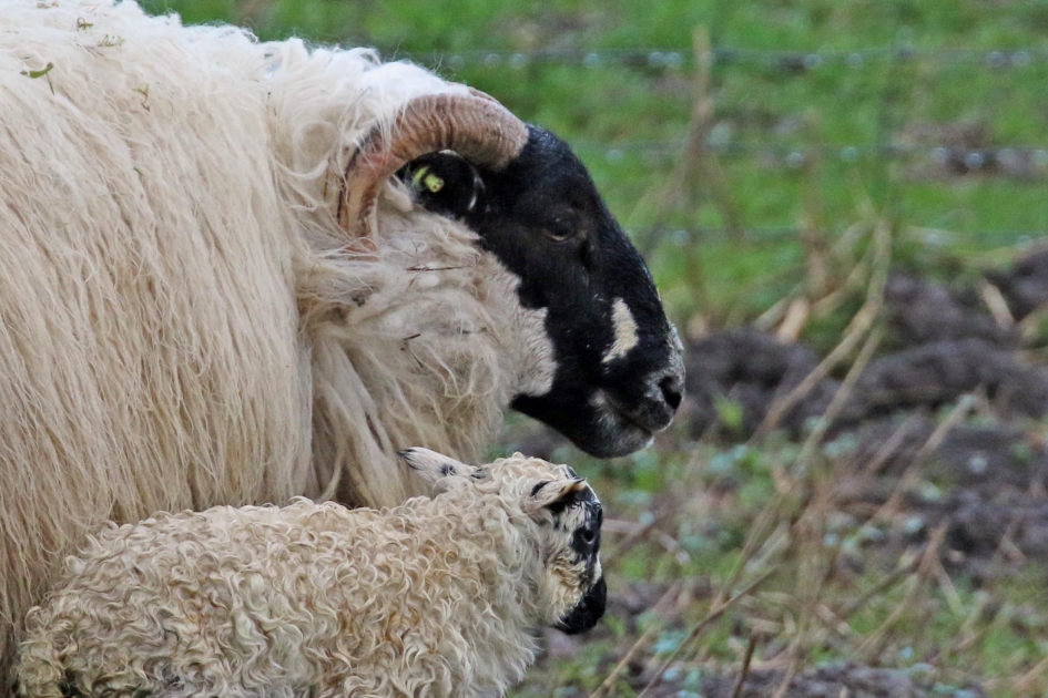 Het is koud Ma! - Zoogdieren - Scottish blackface schaap