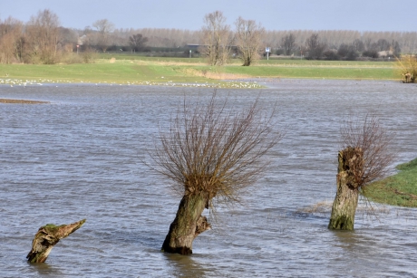 Hoogwater In de Nederrijn
