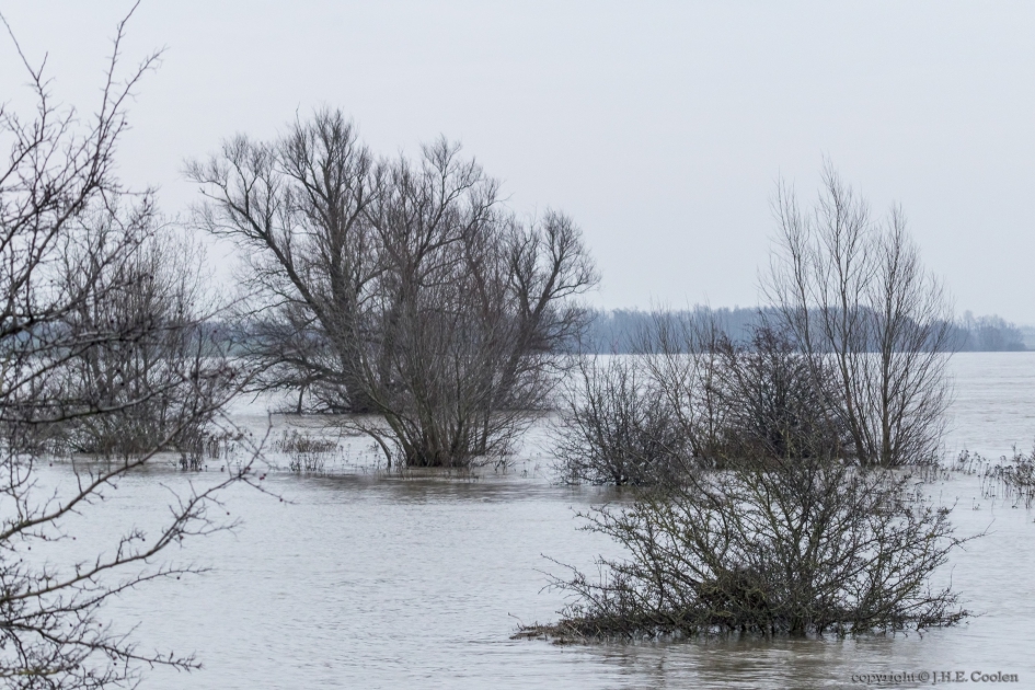 Hoogwater Waal - Weer en landschap - Waal