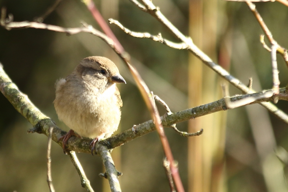 huismus - Vogels - huismus