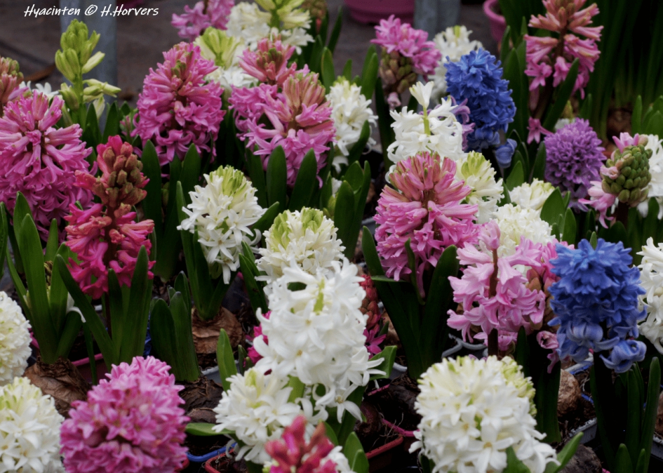 Hyacinten,  mooie voorjaarskleuren... - Planten - Hyacinten