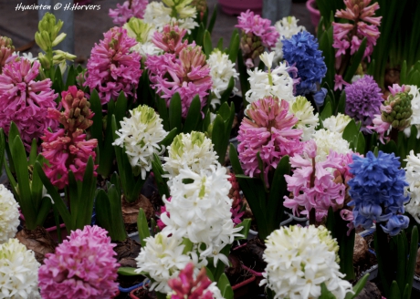 Hyacinten,  mooie voorjaarskleuren...