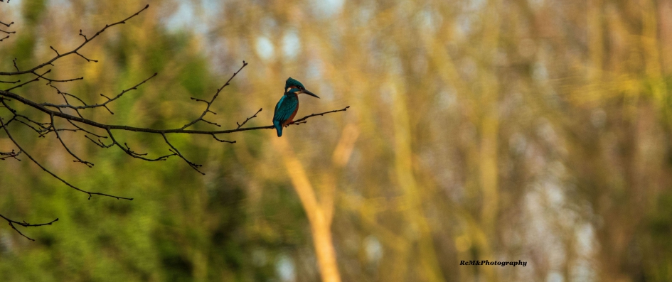 IJsvogel. - Vogels - IJsvogel.