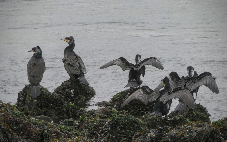 Ik eerst, ik eerst..... - Vogels - Aalscholver