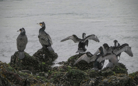 Ik eerst, ik eerst.....