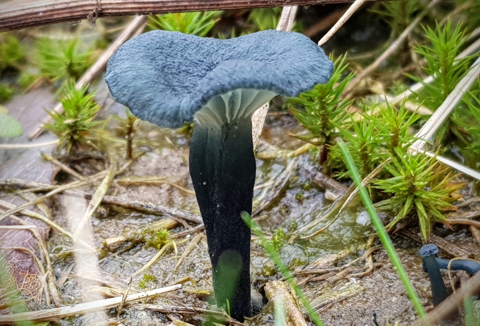Ik loop toch geen blauwtje hoop ik.. - Schimmels - Blauwgroen trechtertje.
