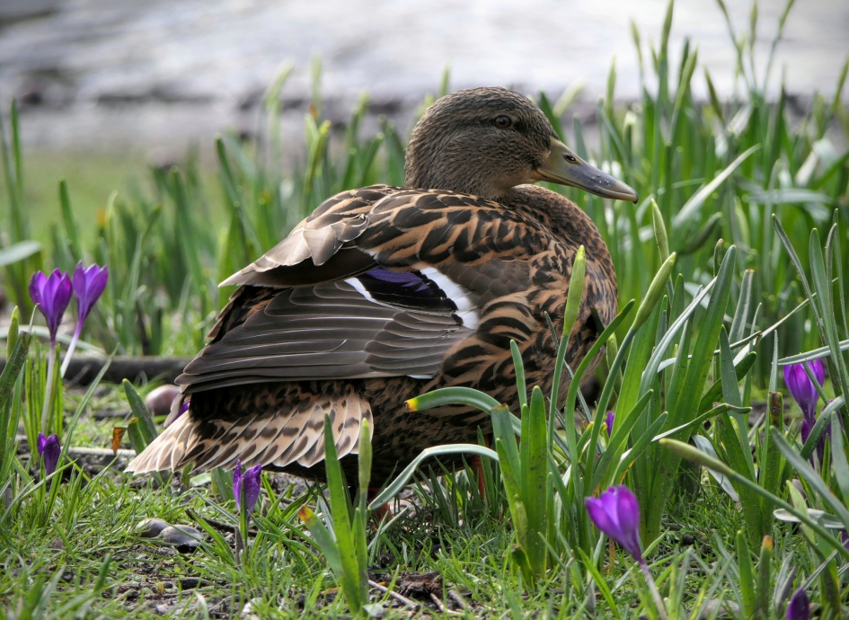 Ik val niet op tussen de krokussen. - Vogels - Wilde eend