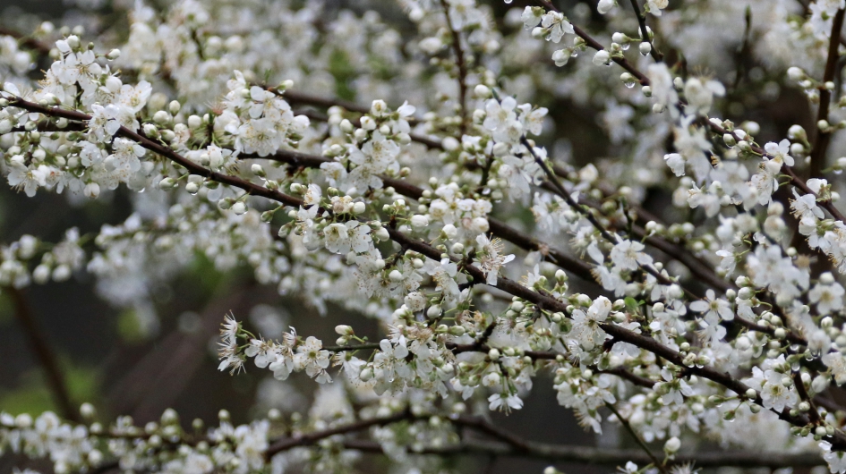 In de regen - Planten - Sleedoorn