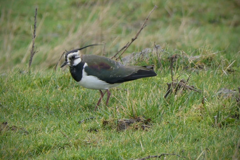 In de wind.... - Vogels - Kievit