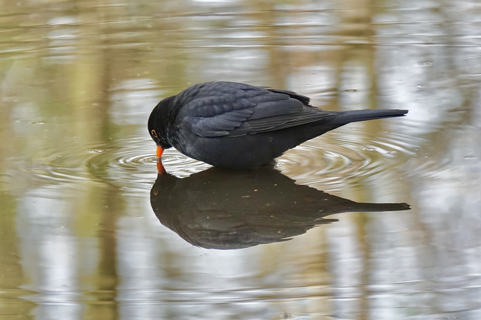 In spiegelbeeld - Vogels - Merel