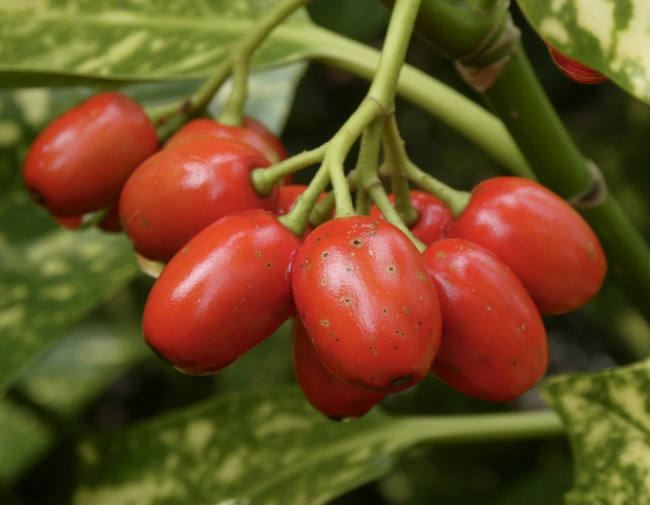 Japanse broodboom - Planten - 