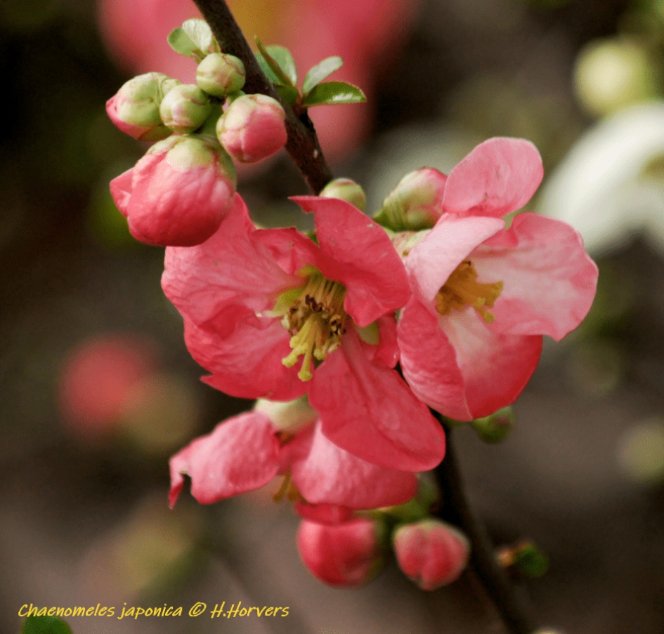 Japanse sierkwee roze var. - Chaenomeles japonica. - Planten - Japanse sierkwee