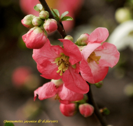 Japanse sierkwee roze var. - Chaenomeles japonica.