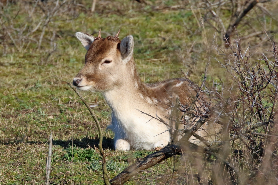 Jong damhert - Zoogdieren - 