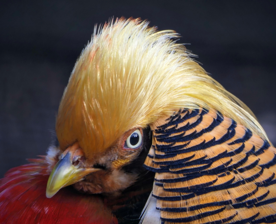 Kan ik zo mee in de optocht? - Vogels - Goudfazant