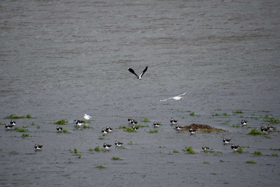 Kievieten - Vogels - 