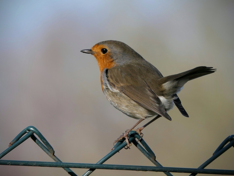 Kijk mij nou... - Vogels - Roodborst