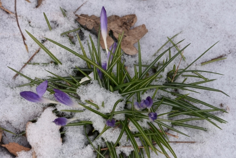 Klein beetje sneeuw