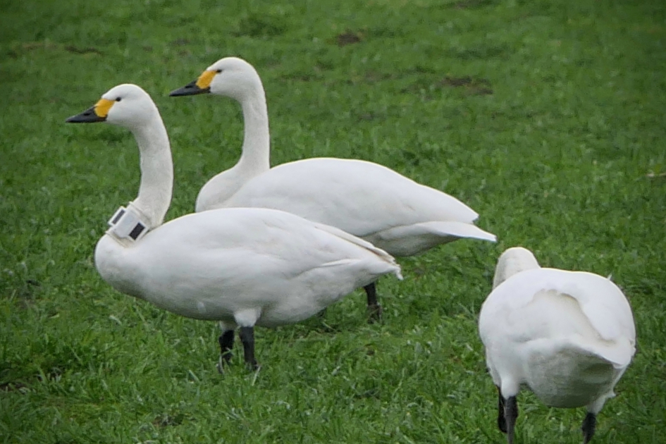 Kleine zwaan met zender. - Vogels - Kleine zwaan