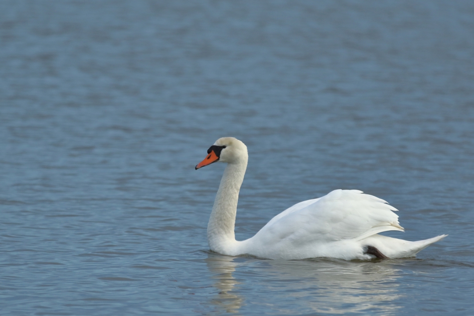 knobbelzwaan -v- - Vogels - knobbelzwaan
