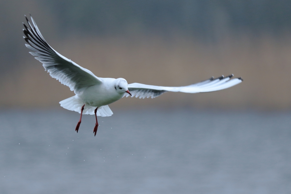 kokmeeuw - Vogels - kokmeeuw