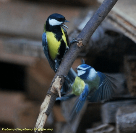 Koolmees - Pimpelmees