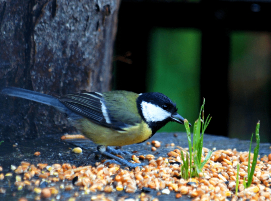 Koolmees - Vogels - Koolmees