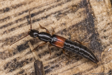 Kortschildkever (Lathrobium fulvipenne)