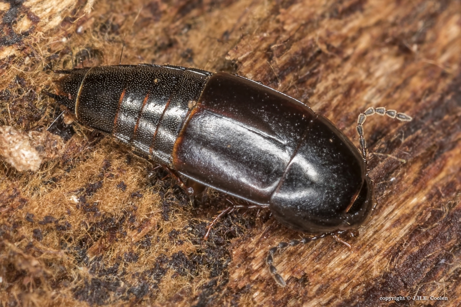 Kortschildkever (Tachinus corticinus) - Geleedpotigen - Kortschildkever