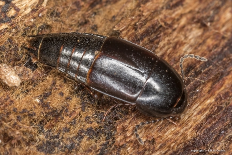 Kortschildkever (Tachinus corticinus)