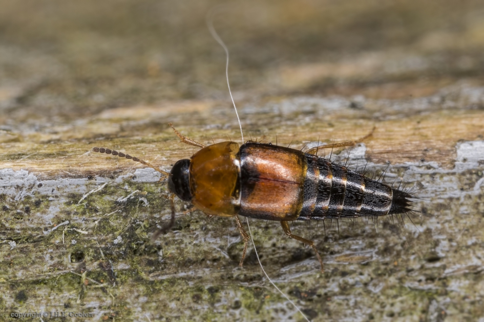Kortschildkever (Tachyporus chrysomelinus) - Geleedpotigen - Kortschildkever
