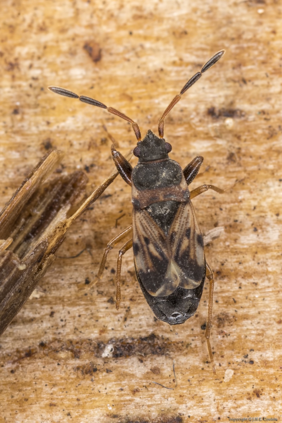Kortvleugelige zaagpoot (Scolopostethus affinis) - Geleedpotigen - Kortvleugelige zaagpoot