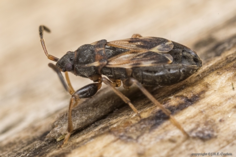 Kortvleugelige zaagpoot (Scolopostethus affinis