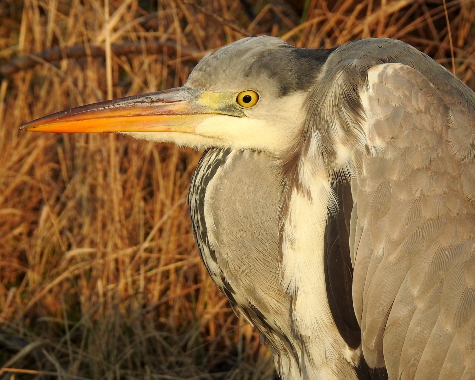 Kouwelijk type - Vogels - Blauwe reiger