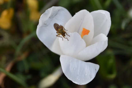 Krokus met bezoek
