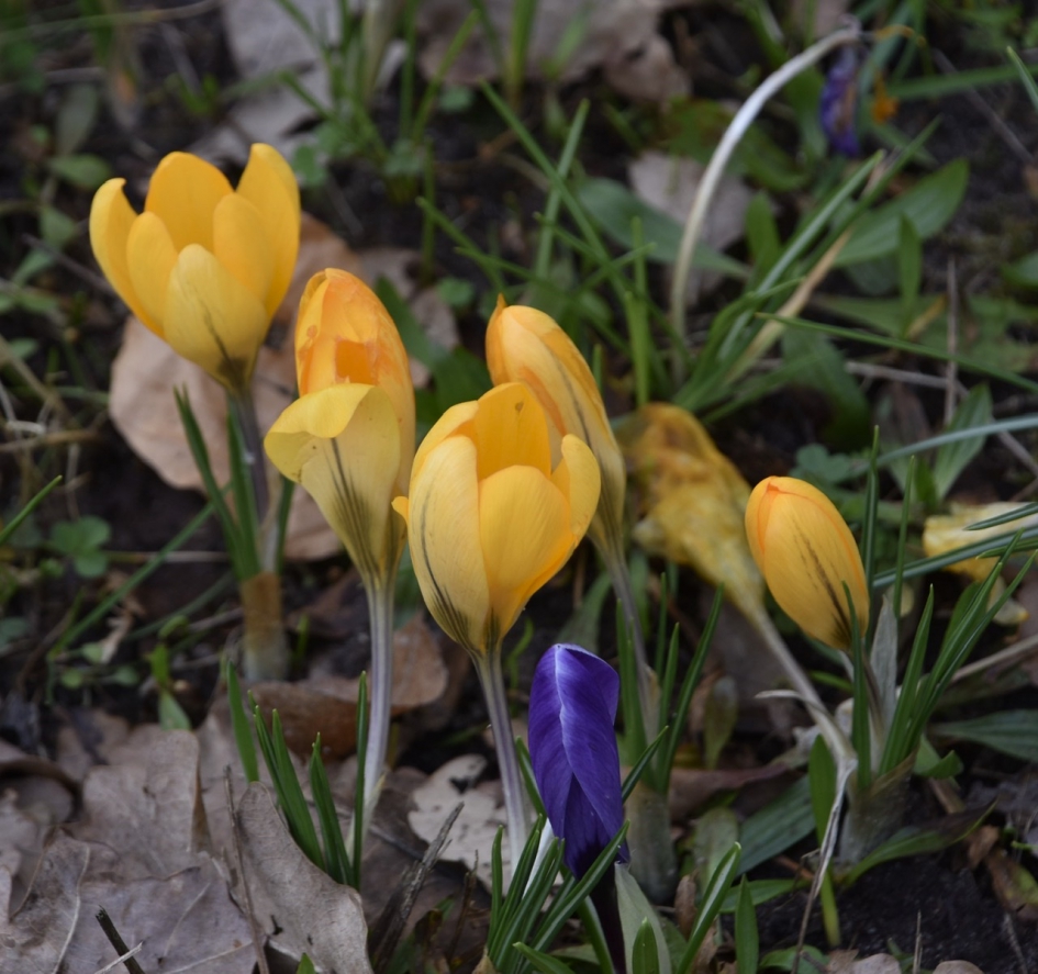 Krokussen 2 - Planten - 