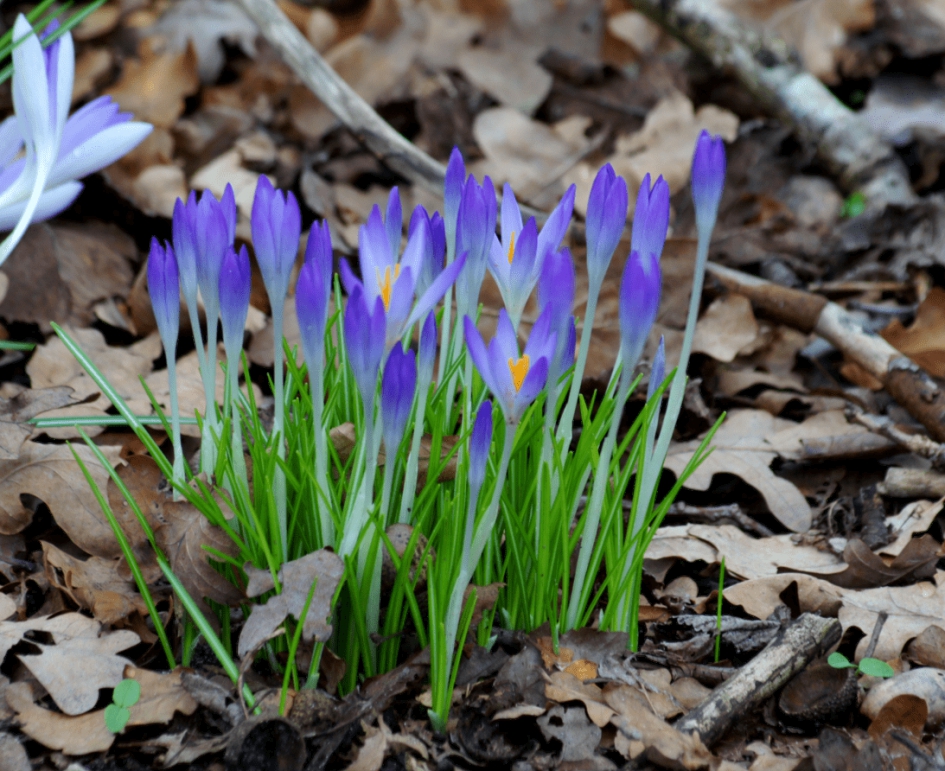 Krokussen - Planten - Krokussen