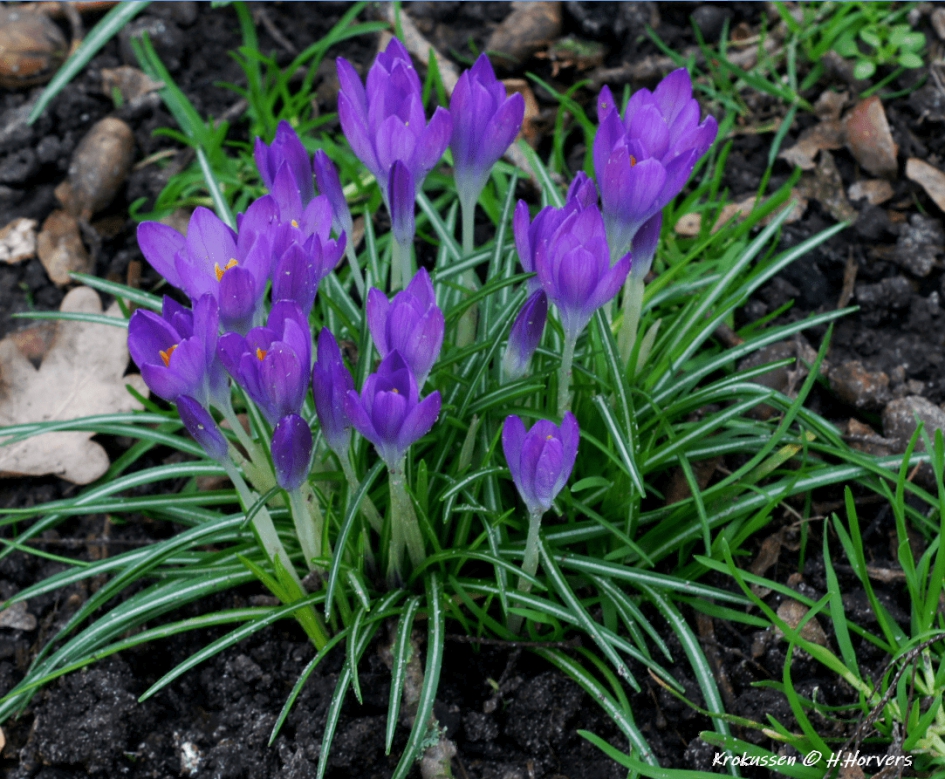 krokussen - Planten - krokussen